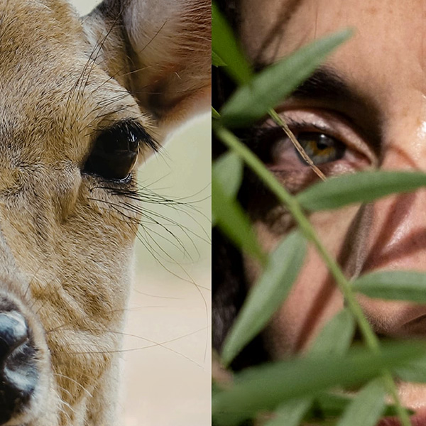 Bambi, la vita di una capriola